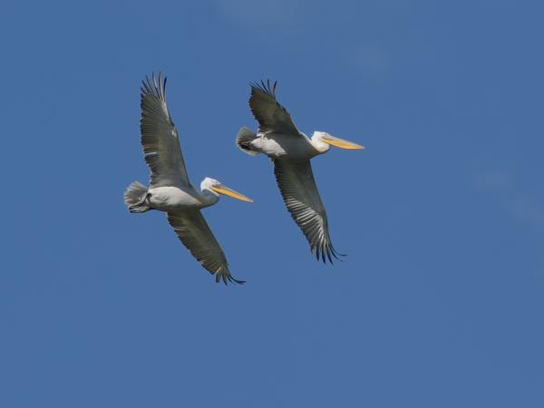 <h3><a href="/trips/Greece/biota/animalia/chordata/aves/015 pelecaniformes/005 pelecanidae/pelecanus crispus/pelecanus crispus-nl.html">Pelecanus&nbsp;crispus</a> / Dalmatian&nbsp;pelican / Kroeskoppelikaan</h3>OM-1 Mark II met OLYMPUS M.150-400mm F4.5 TC, 1/2000 sec  bij F5.6, ISO 320